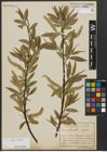Foto von Salix alba L. x Salix fragilis L.
